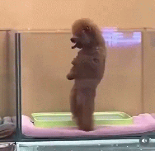 Standing Cute Dog Dancing GIF