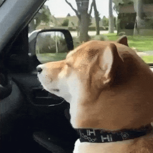 Dog In Car Dancing GIF