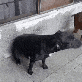 Dog Dancing Dog Dance Gif GIF