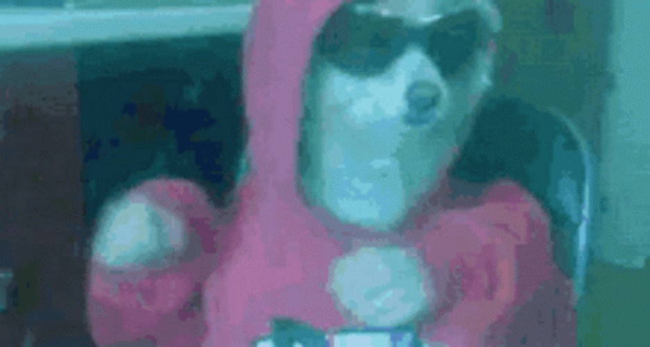 Dog Dancing In Red Hoodie GIF
