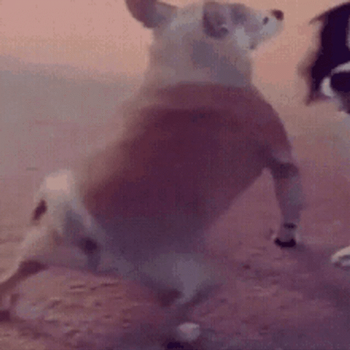 Dog Dancing Twerking GIF