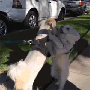 Dog Dancing With Other Dog GIF