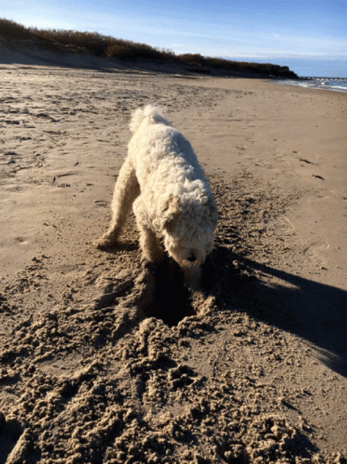 Dog Digging By The Beach GIF