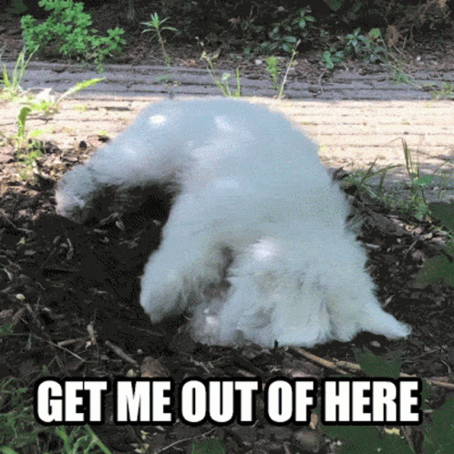 Dog Digging Get Me Outta Here GIF