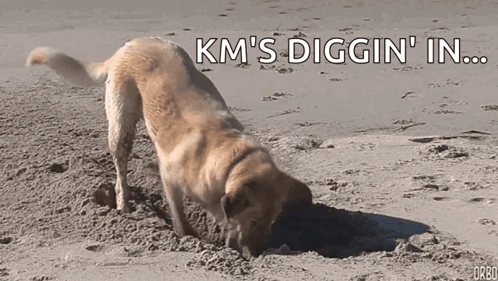 Dog Digging Hole in Sand