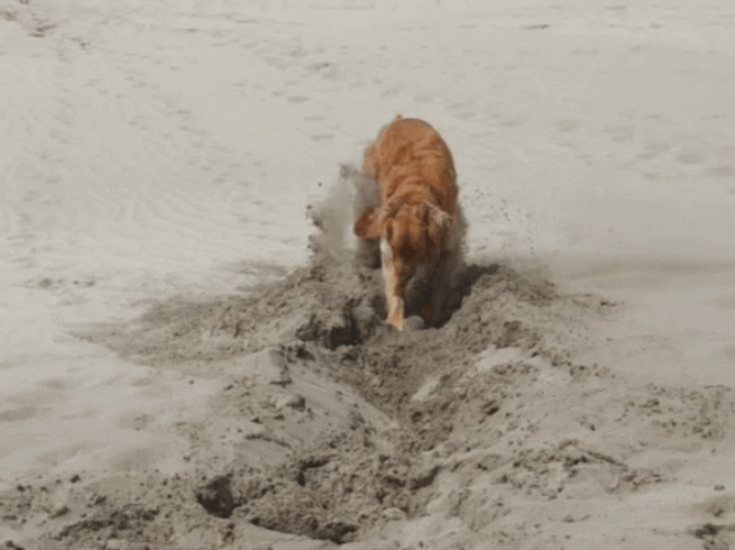 Dog Digging Sand GIF