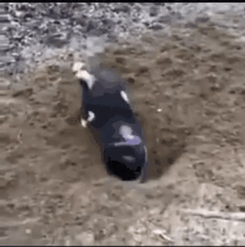 Dog Digging Using His Back GIF