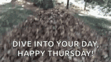 Dog Diving To Dried Leaves Funny Thursday Meme GIF