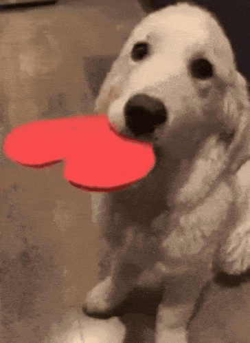Dog Dog Heart Gif GIF