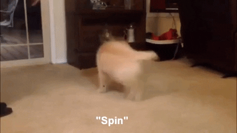 Dog Doing Spinning Trick GIF
