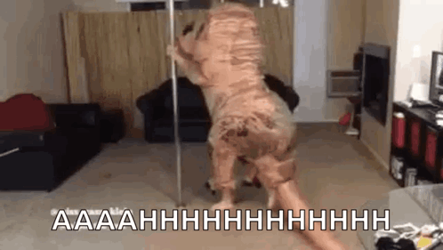 Dog Dressed as Dinosaur Dancing on Pole