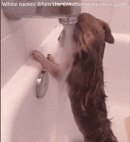 Dog Drinking From Faucet White Names When The Cm Does Nt Fix Their Game
