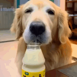 Dog Drinking Milk From Bottle