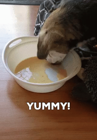 Dog Drinking Milk Yummy Slurp GIF