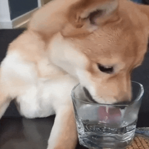 Dog Drinking Water From Glass GIF