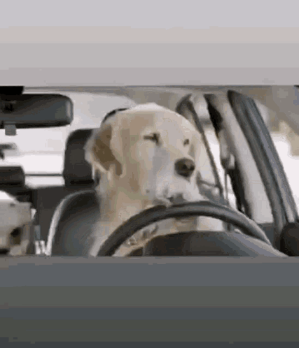 Dog Driver Driving GIF