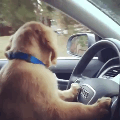 Dog Driving An Audi Car GIF
