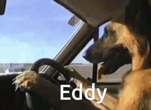 Dog Driving Car Eddy