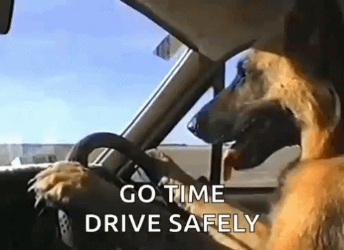 Dog Driving Car Go Time Drive Safely GIF