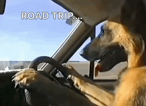 Dog Driving For The Road Trip Meme GIF