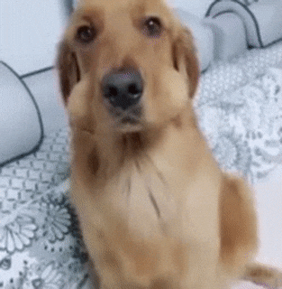 Dog Dropping Swallowed Egg On Mouth GIF