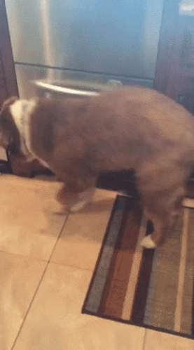 Dog Dry Hump Moves GIF