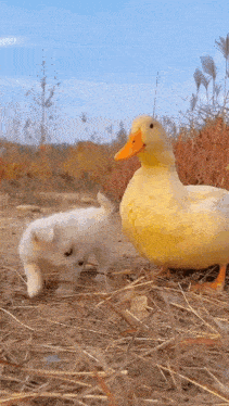 Dog Duck Gif GIF
