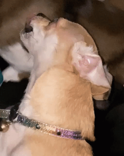 Dog Ear With Love