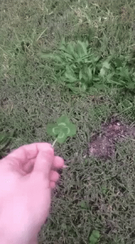Dog Eating 4 Leaf Clover GIF