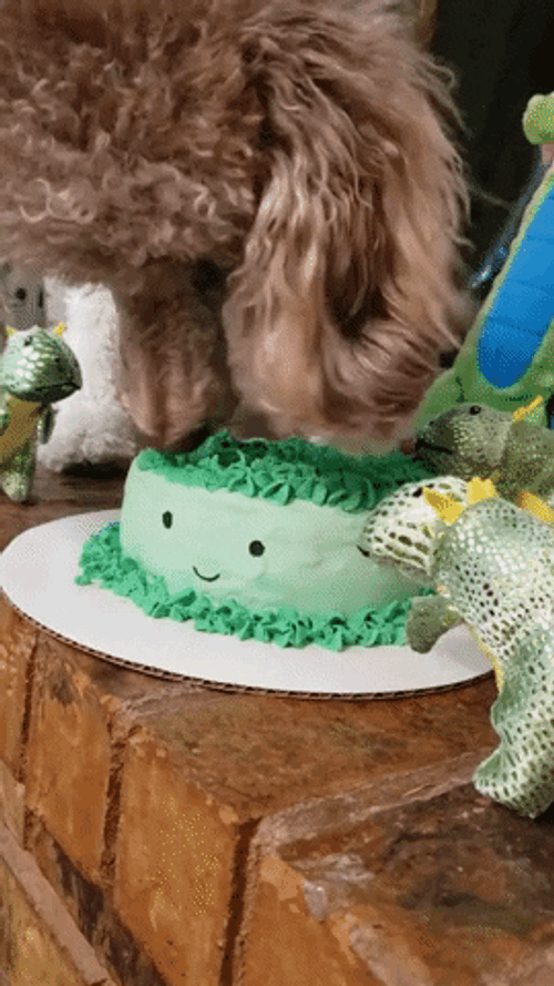 Dog Eating Birthday Cake Poodle GIF