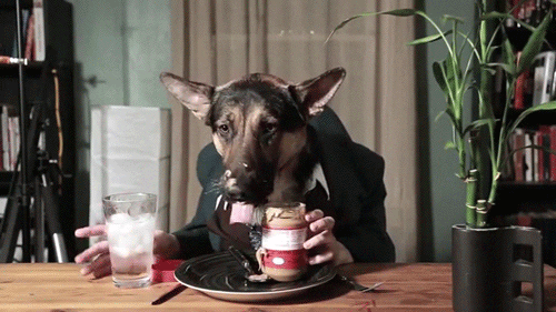 Dog Eating Butter And Drink GIF