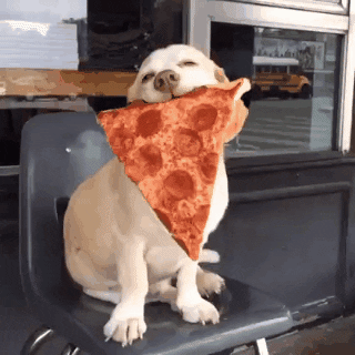 Dog Eating Butter Pizza GIF