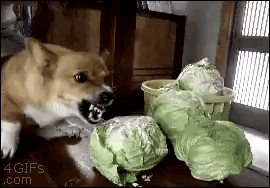 Dog Eating Cabbage GIF