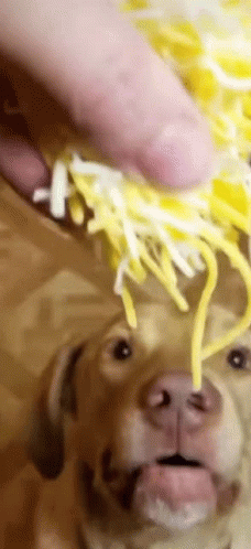 Dog Eating Cheese Meme GIF