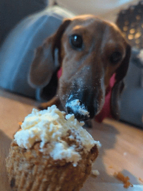 Dog Eating Cupcake GIF