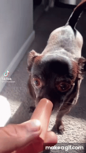 Dog Eating Hot Dog From Hand