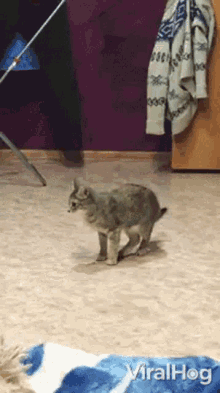 Dog Eating Out Of A Plate GIF