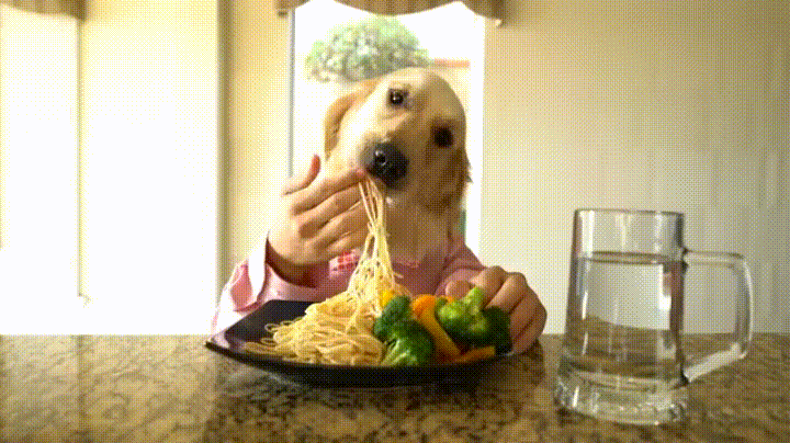 Dog Eating Pasta GIF