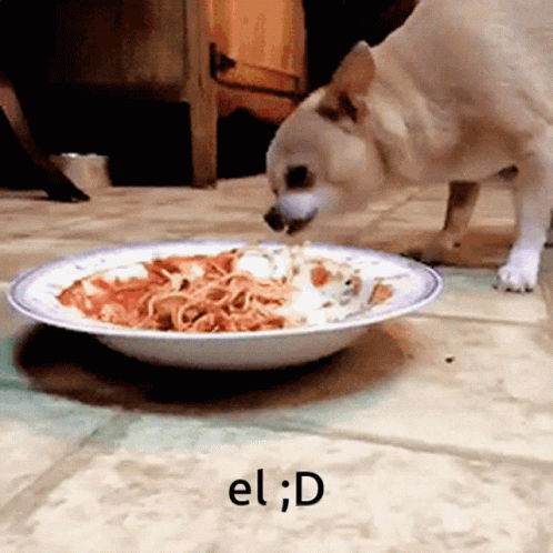 Dog Eating Penne Spaghetti GIF