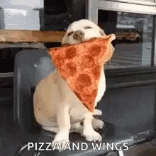 Dog Eating Pizza Slice