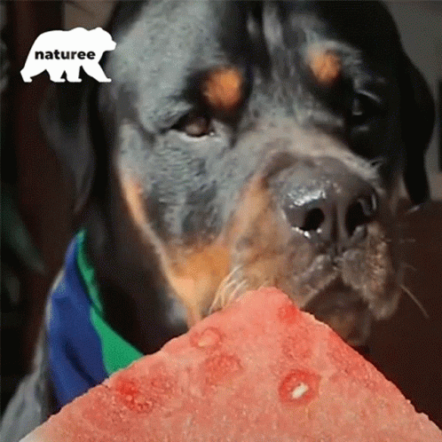 Dog Eating Watermelon