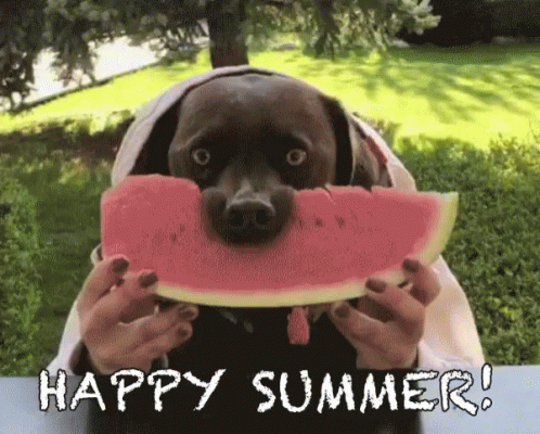 Dog Eating Watermelon Slice Happy Summer