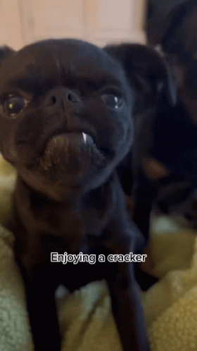 Dog Enjoying A Cracker GIF