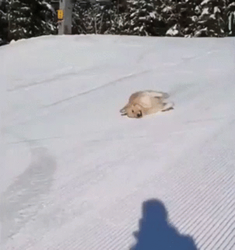 Dog Enjoying Himself While Slipping On Ice GIF