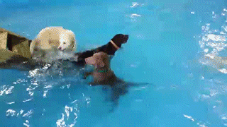 Dog Enjoying Pool Party GIF