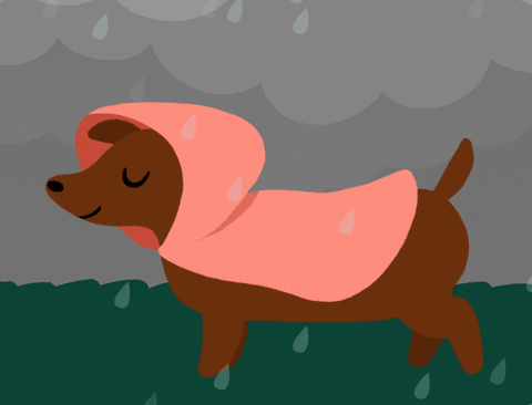 Dog Enjoys Walking On Rainy Tuesday GIF