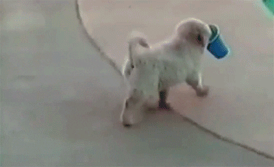 Dog Epic Fall In The Pool GIF