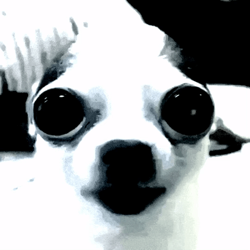 Dog Eyes Close Up GIF