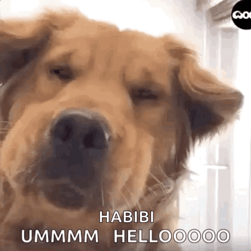 Dog Eyes Closed Habibi Ummm Hellooooo