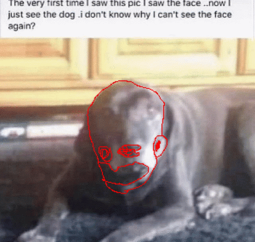 Dog Face Change Optical Illusion GIF